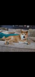 Reunited Female Dog last seen Millys Backbone Rd, Lake Norman of Catawba, NC 28673