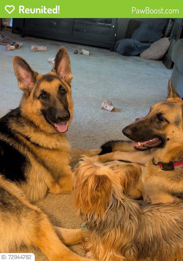 Reunited Male Dog last seen Delta Ohio, Fulton County, OH 43515