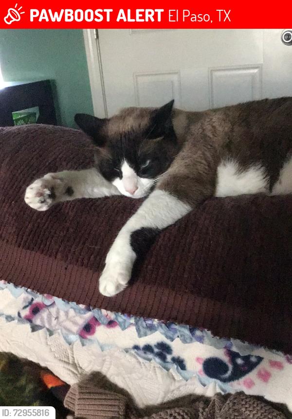 Lost Male Cat last seen Loma Dante Dr, El Paso, TX 79938