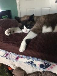 Lost Male Cat last seen Loma Dante Dr, El Paso, TX 79938