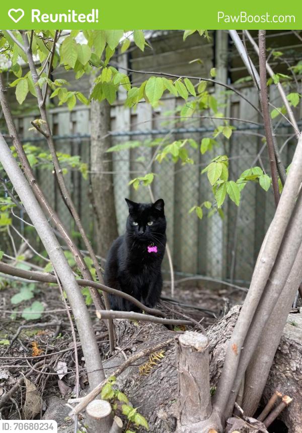 Reunited Female Cat last seen Clayton Park Junior Highschool, Halifax, NS B3M 1J6