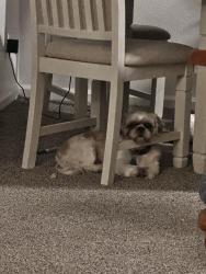 Reunited Male Dog last seen W Florida ave and S Owens , Lakewood, CO 80232