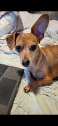Reunited Female Dog last seen Lake Resort Dr and Gann Store Rd, Chattanooga, TN 37343