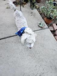 Reunited Male Dog last seen Remick street, Los Angeles, CA 91331