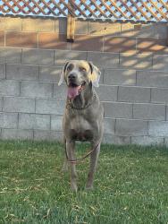 Reunited Male Dog last seen Rainbow Blvd and Vegas drive , Las Vegas, NV 89108