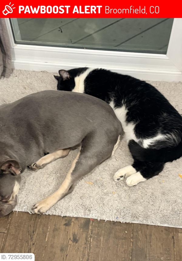 Lost Male Cat last seen he is nearest around our hse and a little far away too., Broomfield, CO 80020