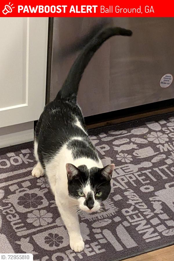Lost Male Cat last seen Old Mill Rd Between Old Mill Trail and Ivy Meadows Ct, Ball Ground, GA 30107