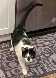 Lost Male Cat last seen Old Mill Rd Between Old Mill Trail and Ivy Meadows Ct, Ball Ground, GA 30107