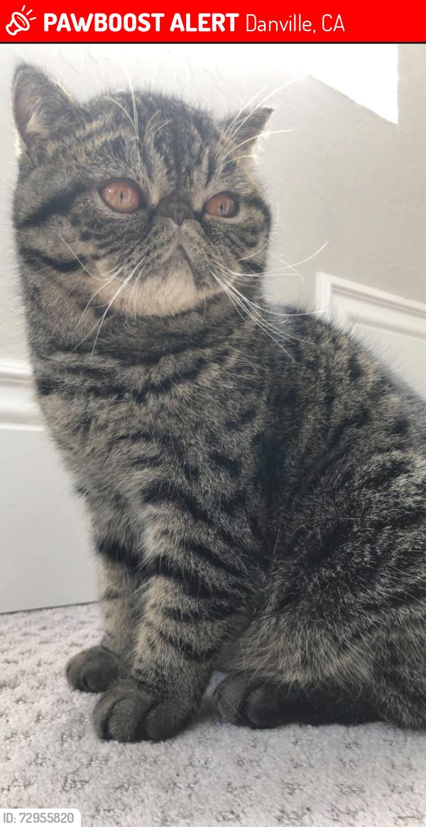 Lost Male Cat last seen Near montcrest place danville, Danville, CA 94526