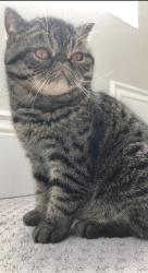 Lost Male Cat last seen Near montcrest place danville, Danville, CA 94526