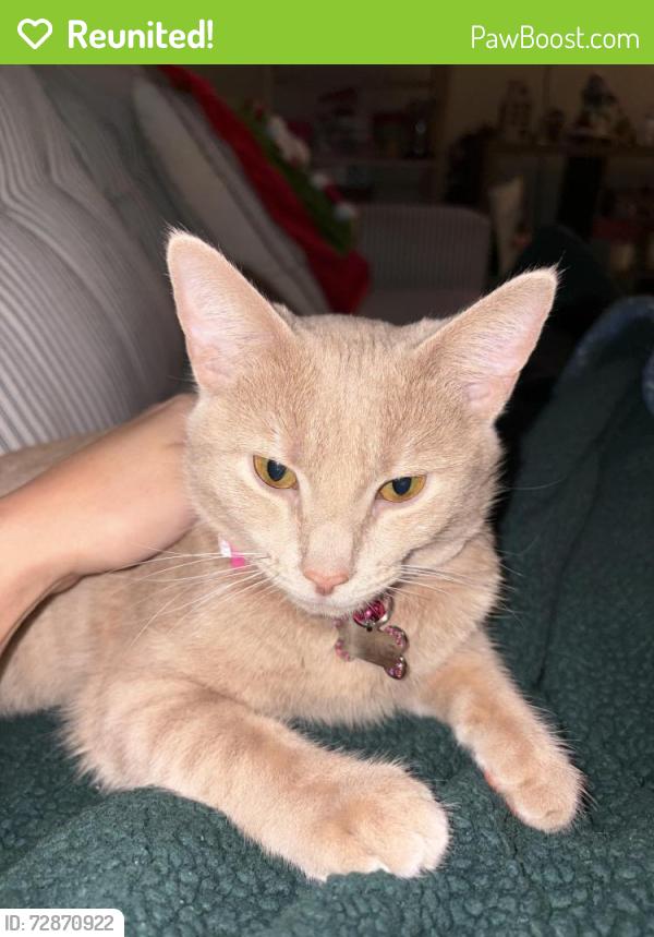 Reunited Female Cat last seen Medlock rd, Decatur, GA 30030