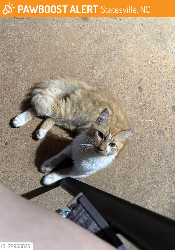 Found/Stray Male Cat last seen Shanna lane , Statesville, NC 28625