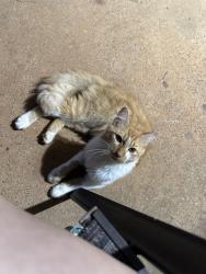 Found/Stray Male Cat last seen Shanna lane , Statesville, NC 28625