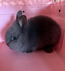 Shelter Stray Male Rabbit last seen Roseville, CA 95678, Roseville, CA 95678