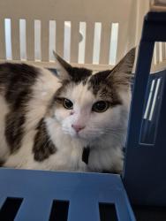 Reunited Unknown Cat last seen Queen Elizabeth hosp, Woodville South, SA 5011