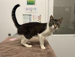 Shelter Stray Male Cat last seen Near Independence Ave, 64125, 64125, MO, Kansas City, MO 64132