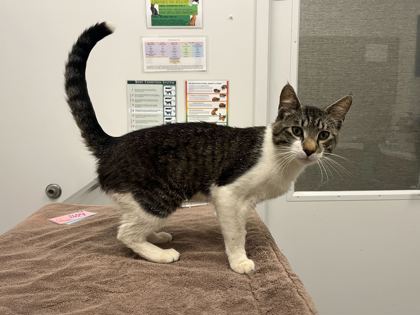 Shelter Stray Male Cat last seen Near Independence Ave, 64125, 64125, MO, Kansas City, MO 64132