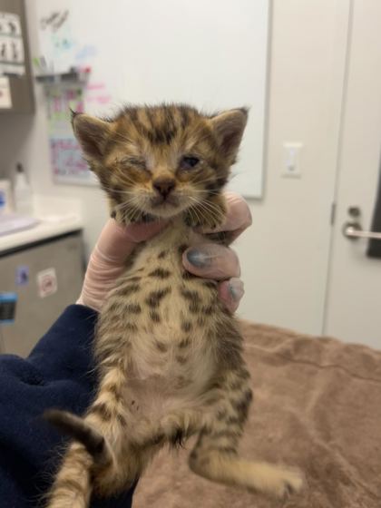 Shelter Stray Female Cat last seen Anderson Ave & Kensington Ave, 64123, 64123, MO, Kansas City, MO 64132