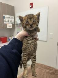 Shelter Stray Female Cat last seen Anderson Ave & Kensington Ave, 64123, 64123, MO, Kansas City, MO 64132