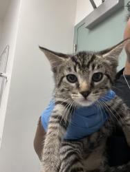 Shelter Stray Female Cat last seen , CA , Oakland, CA 94601