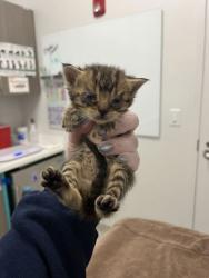 Shelter Stray Female Cat last seen Anderson Ave & Kensington Ave, 64123, 64123, MO, Kansas City, MO 64132