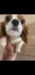 Lost Female Dog last seen 45th Ave and orangewood , Glendale, AZ 85301