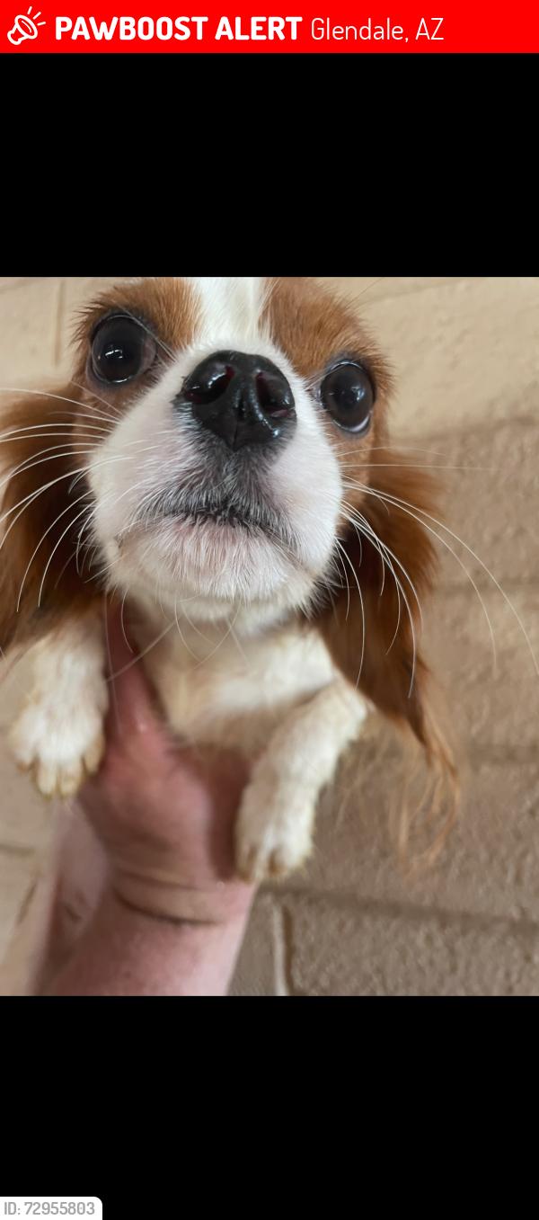 Lost Female Dog last seen 45th Ave and orangewood , Glendale, AZ 85301