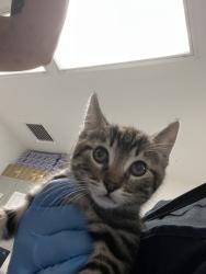 Shelter Stray Female Cat last seen , CA , Oakland, CA 94601