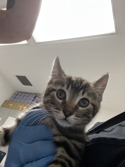 Shelter Stray Female Cat last seen , CA , Oakland, CA 94601