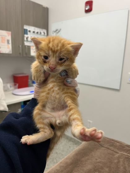 Shelter Stray Female Cat last seen Anderson Ave & Kensington Ave, 64123, 64123, MO, Kansas City, MO 64132
