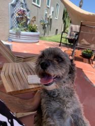 Found/Stray Male Dog last seen Upland and Tamarind , Fontana, CA 92335