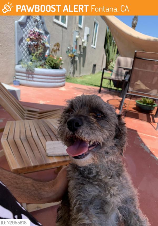 Found/Stray Male Dog last seen Upland and Tamarind , Fontana, CA 92335