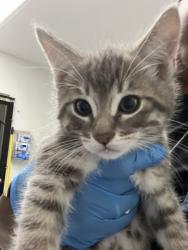 Shelter Stray Male Cat last seen , CA , Oakland, CA 94601