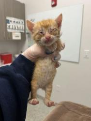 Shelter Stray Female Cat last seen Anderson Ave & Kensington Ave, 64123, 64123, MO, Kansas City, MO 64132