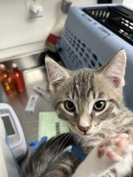 Shelter Stray Male Cat last seen , CA , Oakland, CA 94601