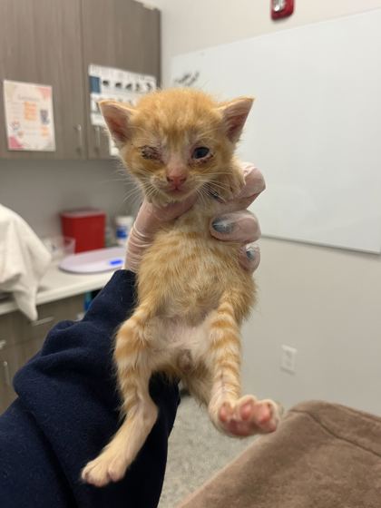 Shelter Stray Female Cat last seen Anderson Ave & Kensington Ave, 64123, 64123, MO, Kansas City, MO 64132