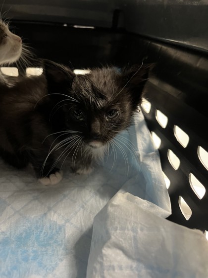 Shelter Stray Male Cat last seen Near congress ave, Oakland, , 1101 29th Ave, Oakland, CA 94601, USA