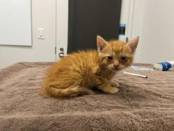 Shelter Stray Male Cat last seen Anderson Ave & Kensington Ave, 64123, 64123, MO, Kansas City, MO 64132