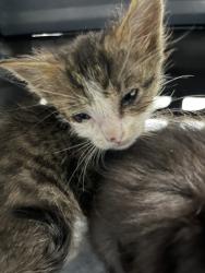 Shelter Stray Unknown Cat last seen Oakland, CA 94601, Oakland, CA 94601