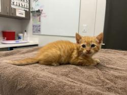 Shelter Stray Male Cat last seen Anderson Ave & Kensington Ave, 64123, 64123, MO, Kansas City, MO 64132