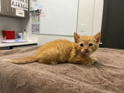Shelter Stray Male Cat last seen Anderson Ave & Kensington Ave, 64123, 64123, MO, Kansas City, MO 64132