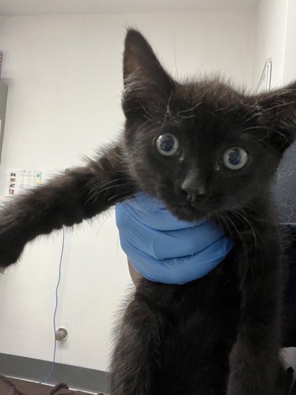 Shelter Stray Male Cat last seen Oakland, CA 94607, Oakland, CA 94601