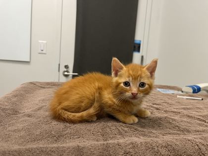 Shelter Stray Male Cat last seen Anderson Ave & Kensington Ave, 64123, 64123, MO, Kansas City, MO 64132