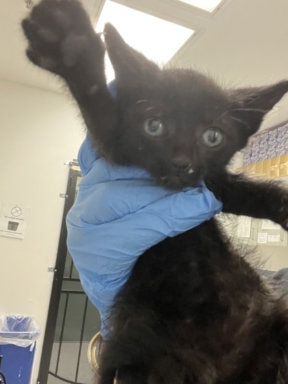 Shelter Stray Male Cat last seen Oakland, CA , Oakland, CA 94601