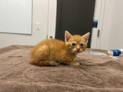 Shelter Stray Male Cat last seen Anderson Ave & Kensington Ave, 64123, 64123, MO, Kansas City, MO 64132