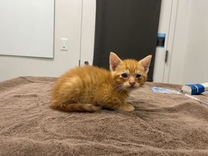 Shelter Stray Male Cat last seen Anderson Ave & Kensington Ave, 64123, 64123, MO, Kansas City, MO 64132