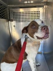 Shelter Stray Male Dog last seen Fort Worth, TX 76108, Fort Worth, TX 76119
