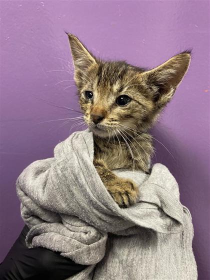 Shelter Stray Male Cat last seen Near JACKSON, CITY of El Paso, TX, 5001 Fred Wilson Ave, El Paso, TX 79906, USA