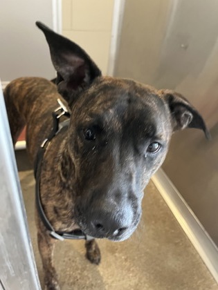 Shelter Stray Male Dog last seen ,  , Cleveland, OH 44102