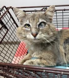 Shelter Stray Male Cat last seen Near MARYSAS WAY, Rancho Cordova, CA, Sacramento, CA 95828